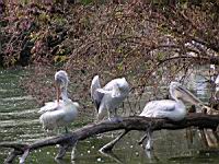 Pelican frise, Pelecanus crispus (ord Pelecaniformes) (fam Pelecanides) (Photo F. Mrugala) (08)